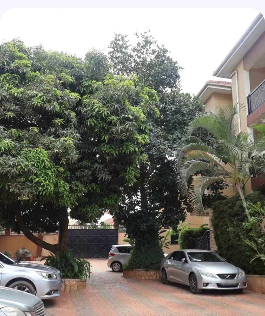 A gated, tree-lined compound in Kisaasi